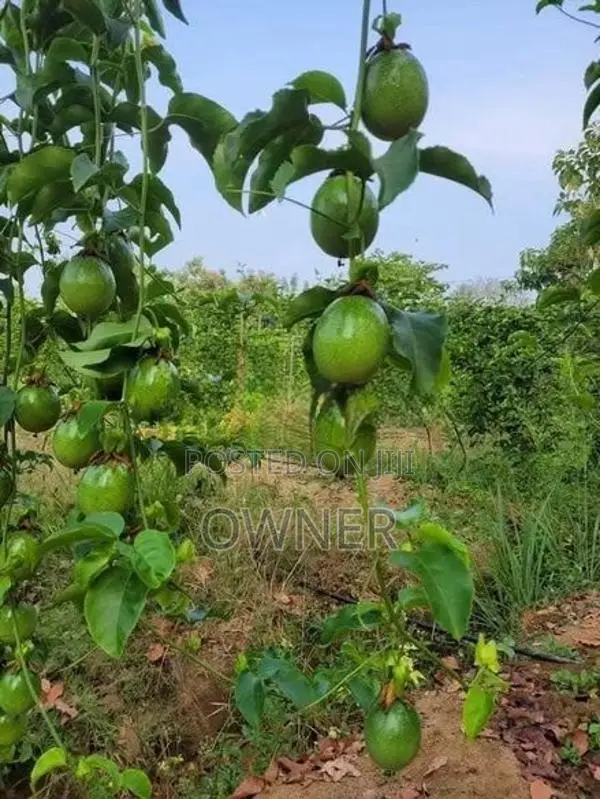 හොරණ හයිබ්‍රිඩ් පැෂන් පැළ