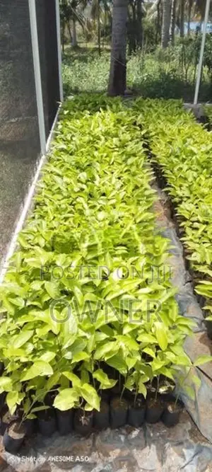 හොරණ හයිබ්‍රිඩ් පැෂන් පැළ