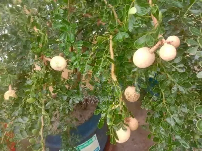 හයිබ්‍රිඩ් දිවුල් පැළ
