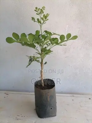 හයිබ්‍රිඩ් දිවුල් පැළ