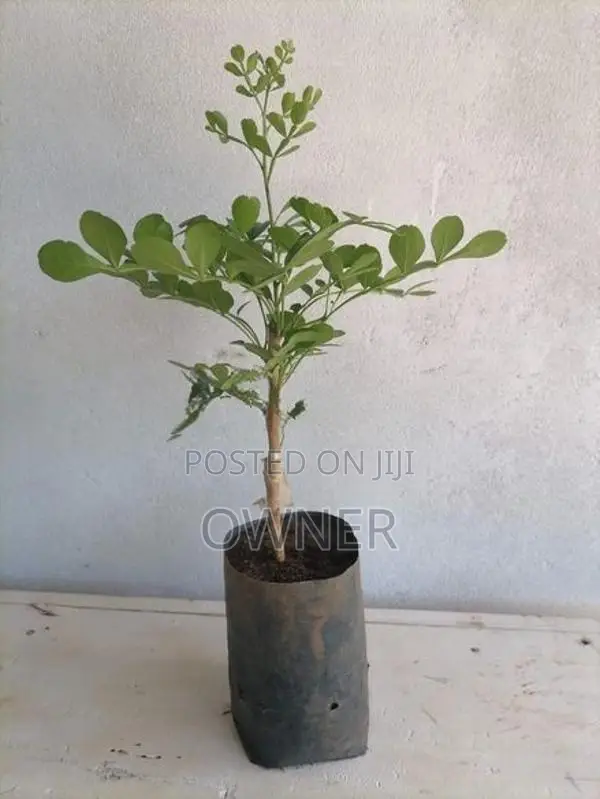 හයිබ්‍රිඩ් දිවුල් පැළ