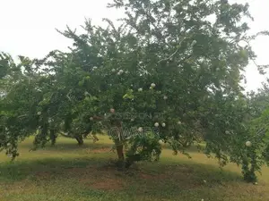 හයිබ්‍රිඩ් දිවුල් පැළ