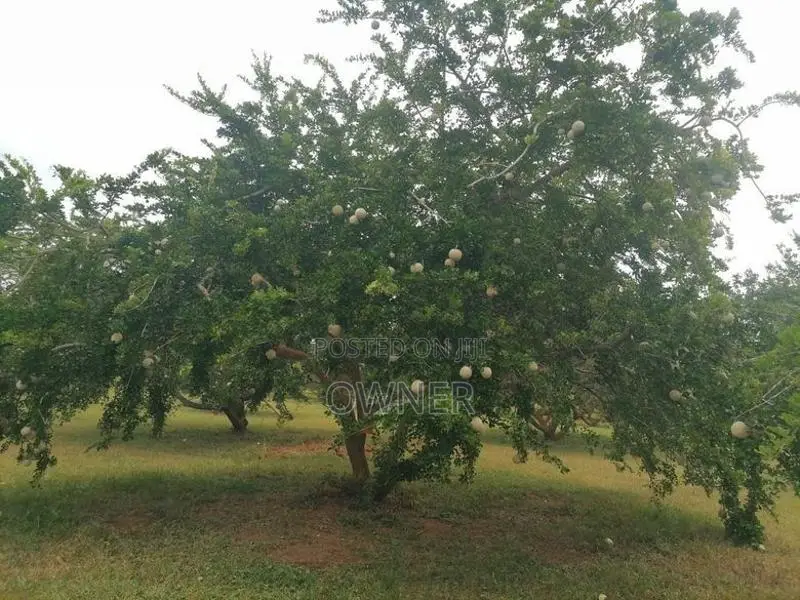 හයිබ්‍රිඩ් දිවුල් පැළ