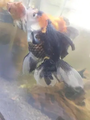 Gold Fish