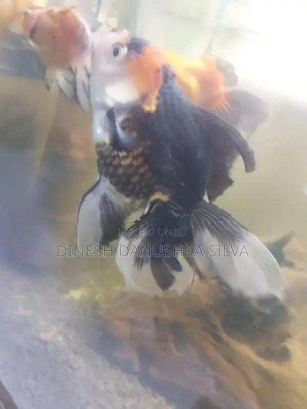 Gold Fish
