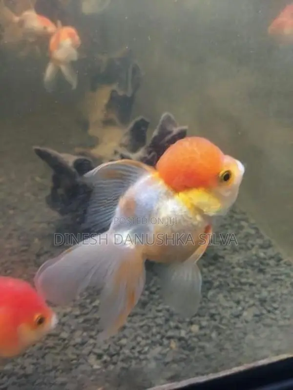 Gold Fish