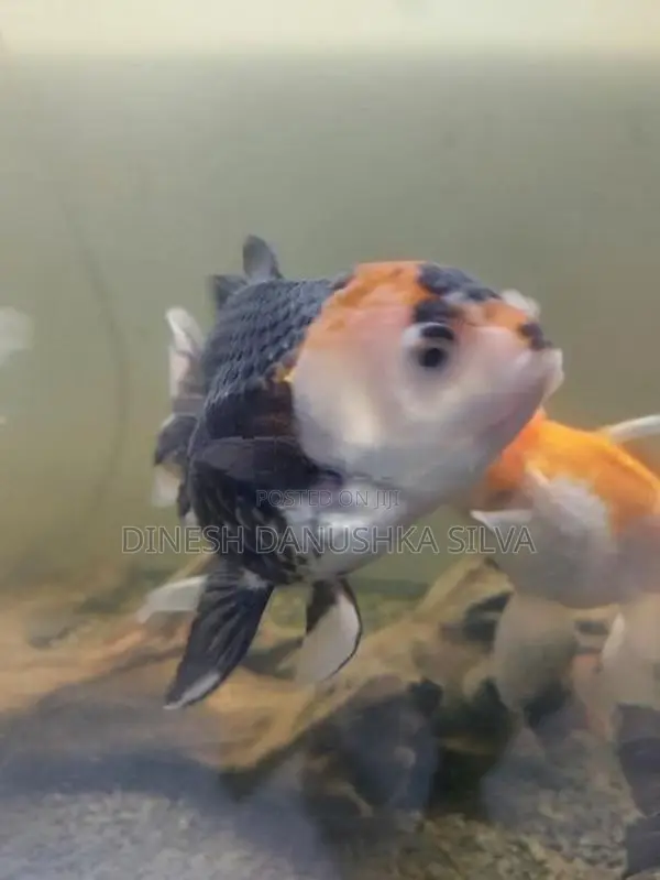 Gold Fish