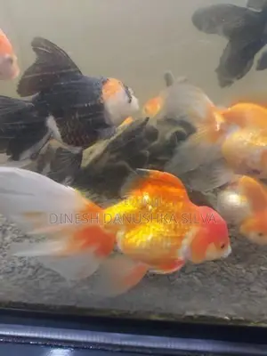 Gold Fish