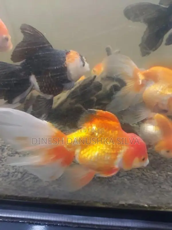 Gold Fish
