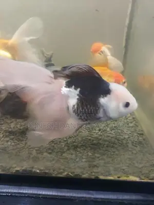 Gold Fish