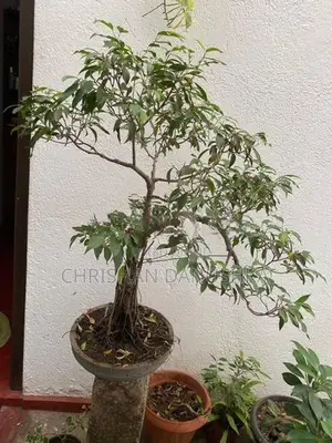 Training Bonsai