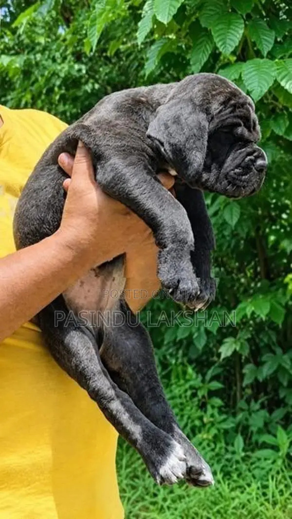 Cane Corso