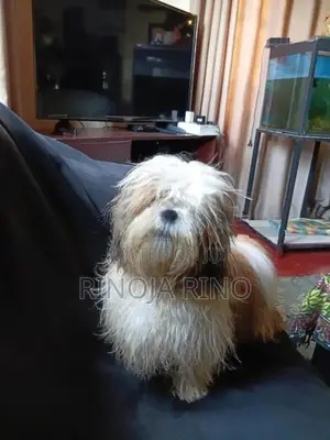 Shih Tzu