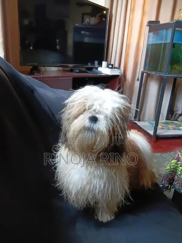 Shih Tzu
