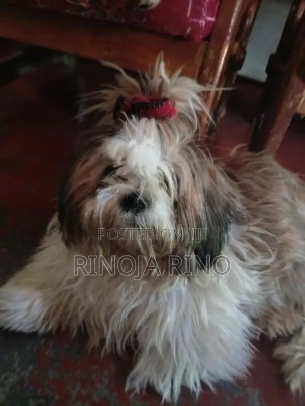 Shih Tzu
