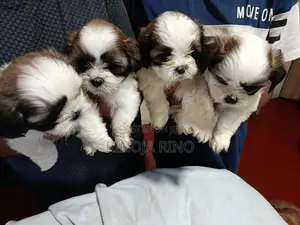 Shih Tzu