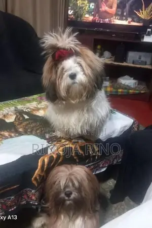 Shih Tzu