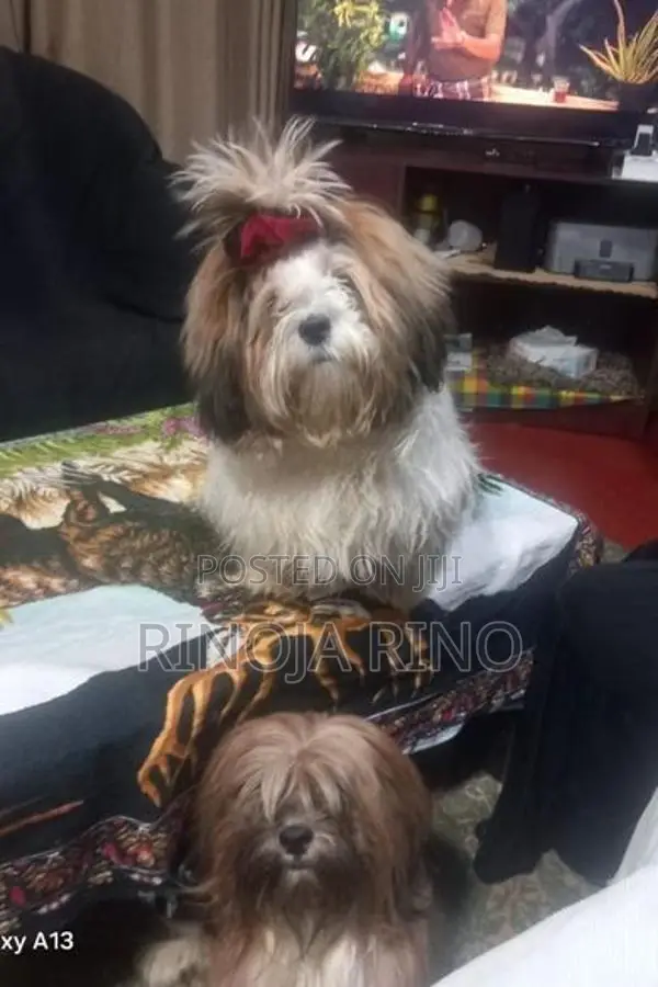 Shih Tzu
