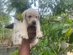 Labrador Puppies