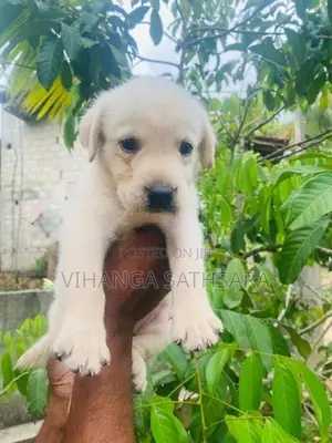 Labrador Puppies