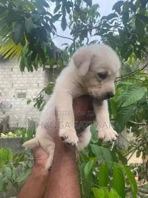 Labrador Puppies