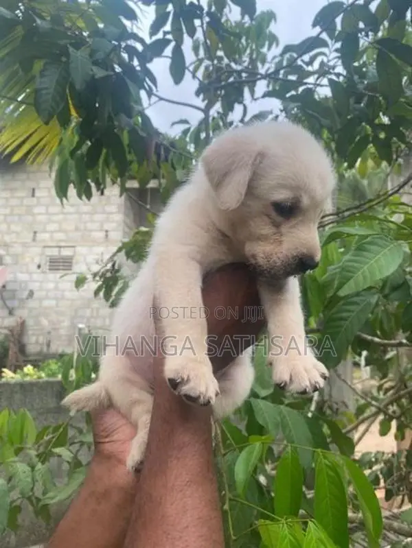 Labrador Puppies