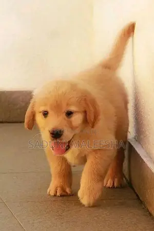 Golden Retriever Puppy