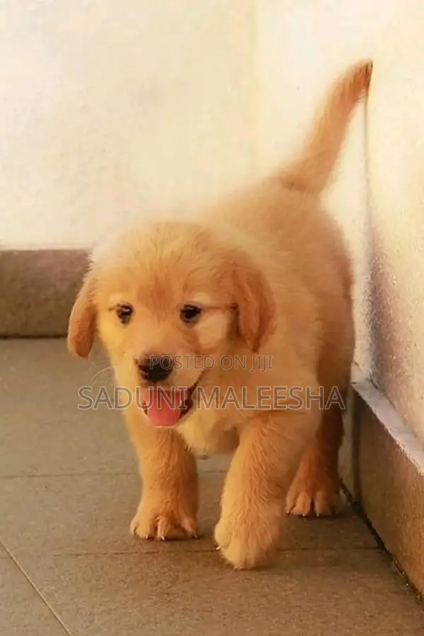 Golden Retriever Puppy