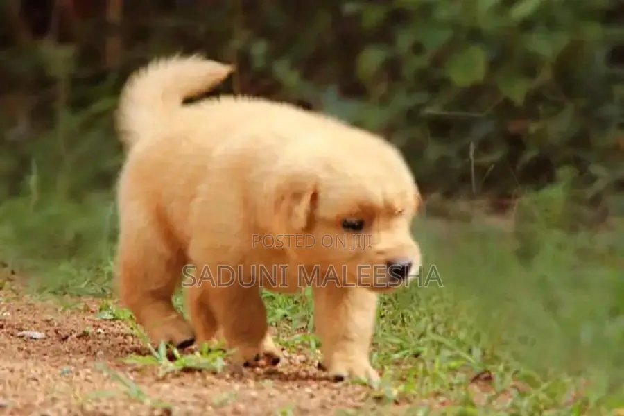 Golden Retriever Puppy