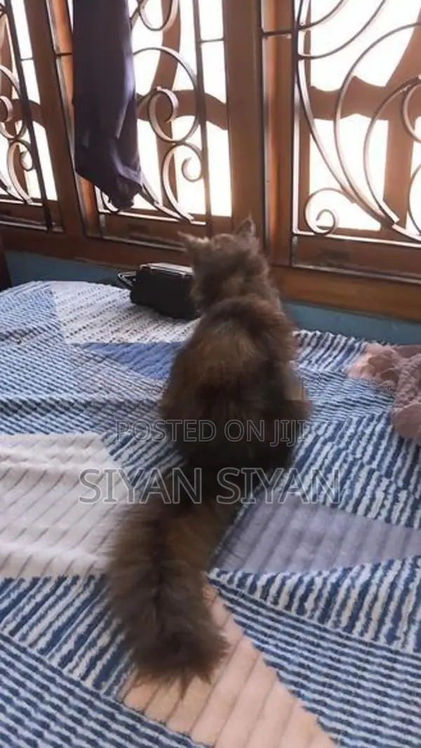 Persian Cat