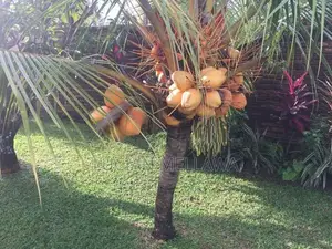 Rattharan (Ran) Thambili Trees