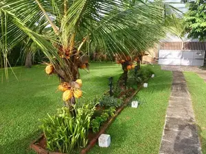 Rattharan (Ran) Thambili Trees