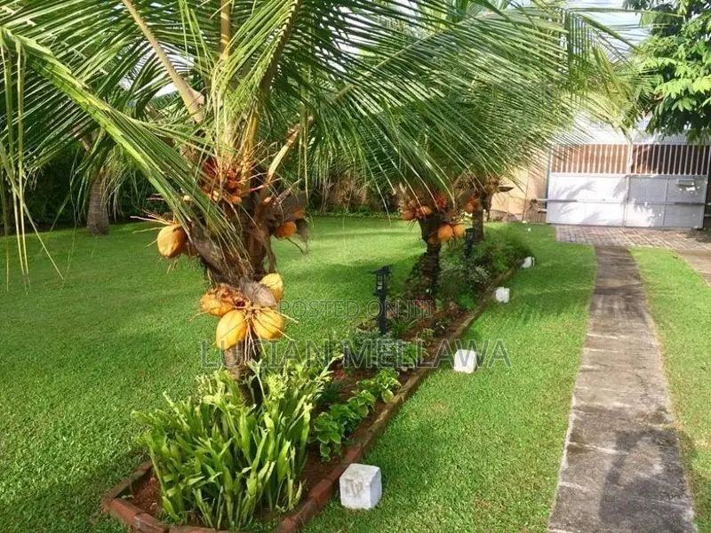 Rattharan (Ran) Thambili Trees