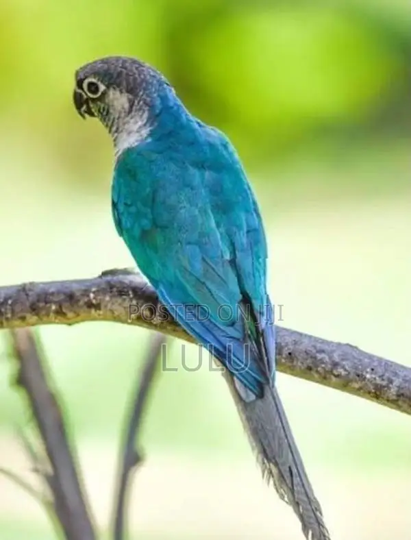 Blue Conure Bird