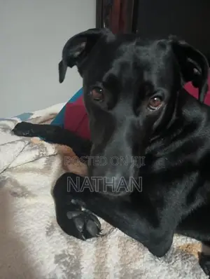 Doberman With Labrador Mix