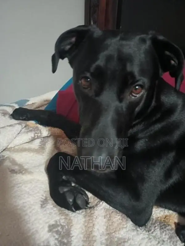 Doberman With Labrador Mix