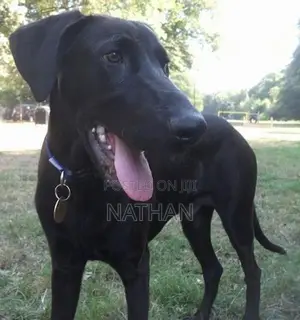 Doberman With Labrador Mix