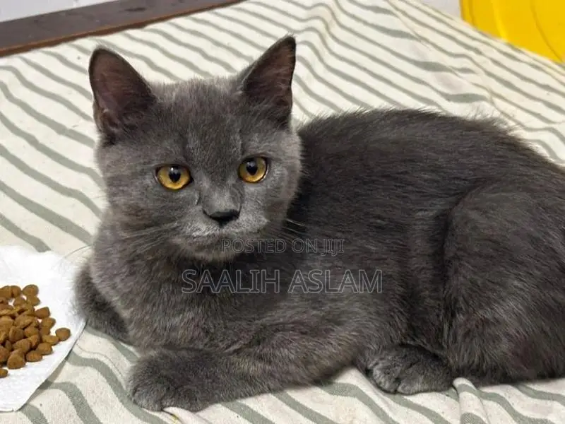 Persian Kitten (Grey)