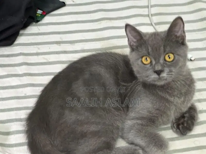 Persian Kitten (Grey)