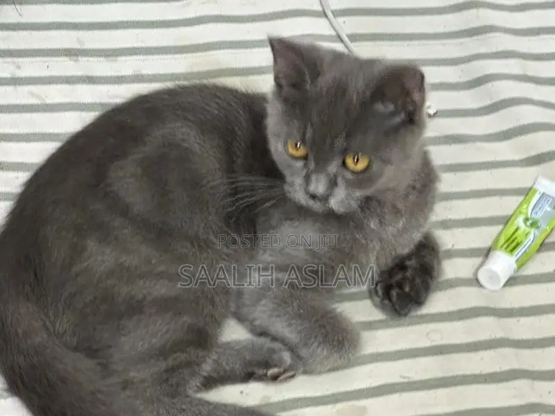 Persian Kitten (Grey)