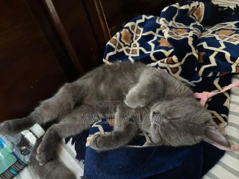 Persian Kitten (Grey)