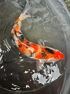 Koi Carp Fish