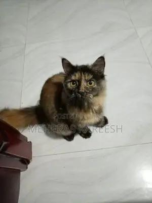 Persian Kittens