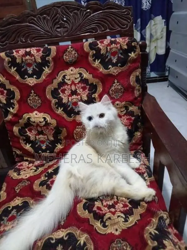 Persian Kittens