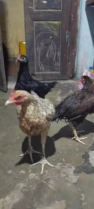 ஊர் கோழி