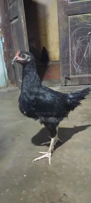 ஊர் கோழி