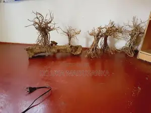 Tank Driftwood Trees