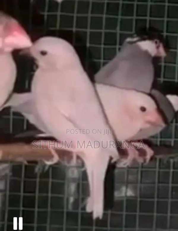 Birds