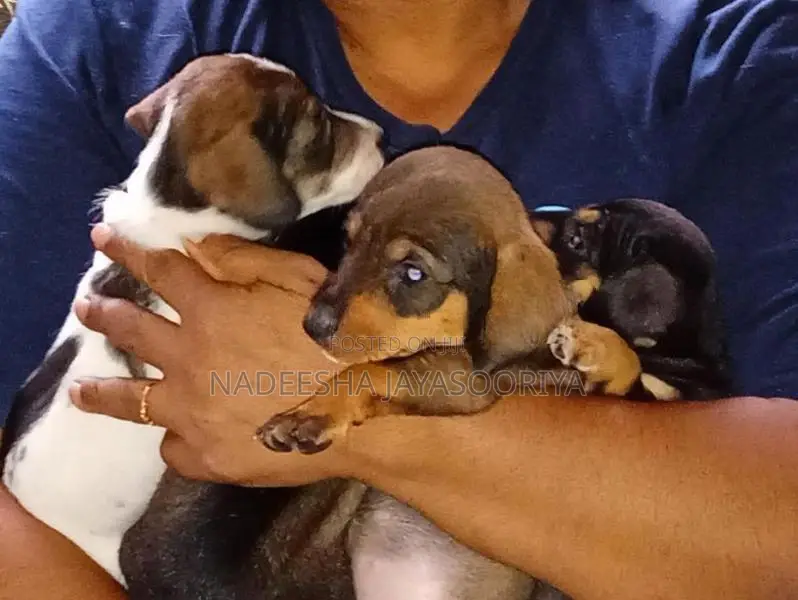 Dachshund Puppy