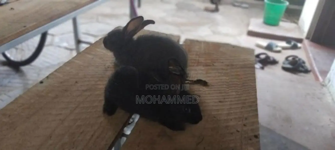 Rabbits